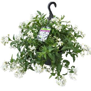Bild von Hp27 Solanum jasminoides